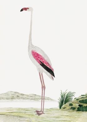 greater flamingo