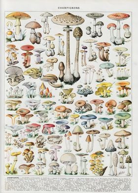 MUSHROOMS CHAMPIGNONS