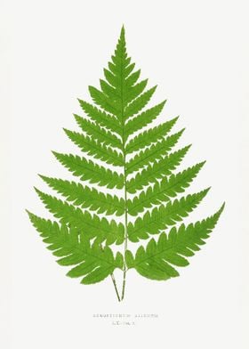 Fern