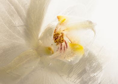 White orchid in ice 1