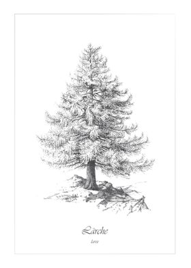 Forest vintage larch