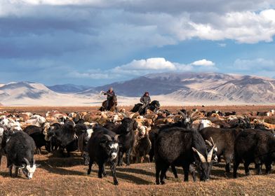 mongolia goat farming