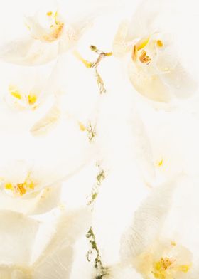 White orchid in ice 3