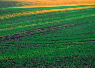 Green field and sunlight