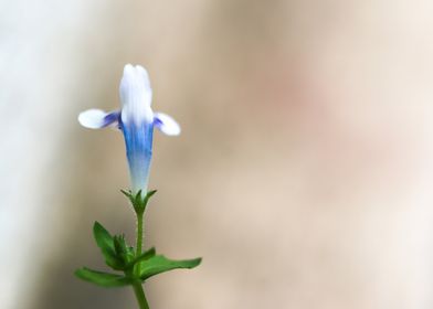 Flower Macro Photography