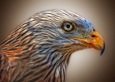 eagle red kite