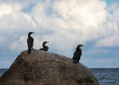 Cormorants on a rock