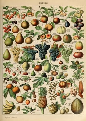 FRUITS by Adolphe Millot