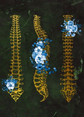 Human Spine 