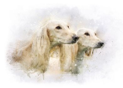 Two Saluki watercolor