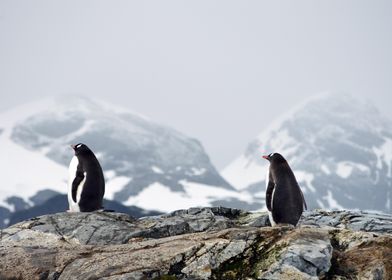 penguins in Meadow