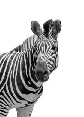 Zebra Animals Wildlife