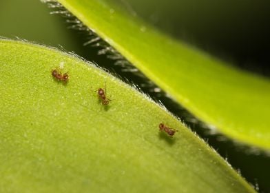 Insect Macro Photography