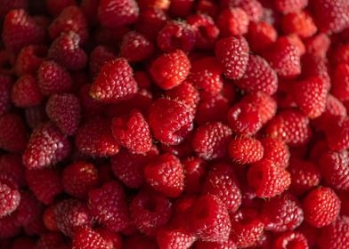 Red raspberries full frame