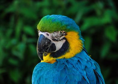 Cute Macaw