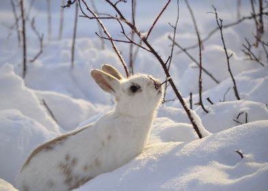 rabbit winter