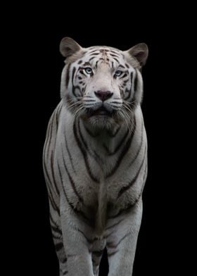 Tiger Wildlife Animals