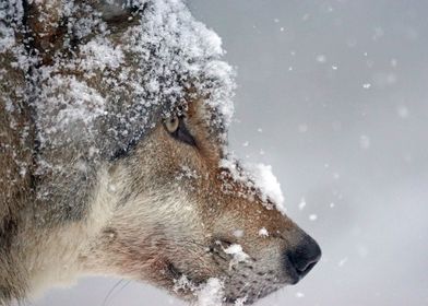 wolf face in winter