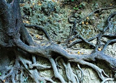 Tree Trunk and Roots 
