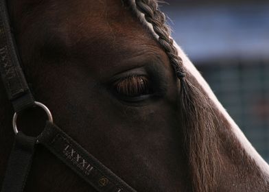 horse face to face