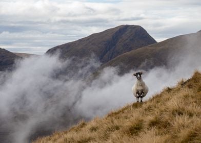 Curious sheep