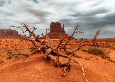 Dead tree Monument Valley