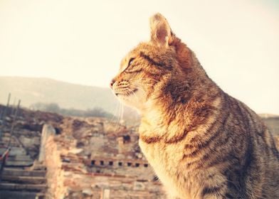Wild Cat in Turkey