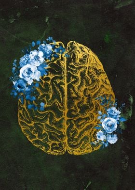 Human Brain Anatomy 