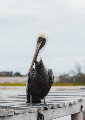 Brown Pelican