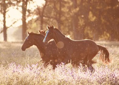 horse art