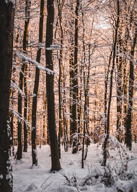 snowy golden hour