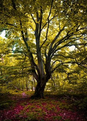 Old gnarled tree