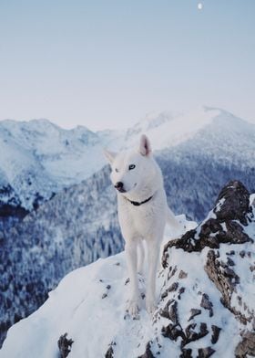 Morning in the mountains