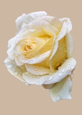 Romantic white rose in the