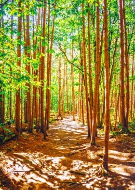 Forest Hiking Trail