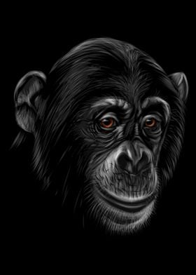 Chimpanzee