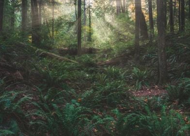 Among the ferns