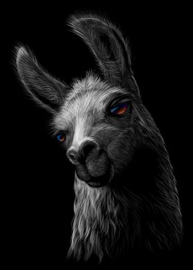 Llama