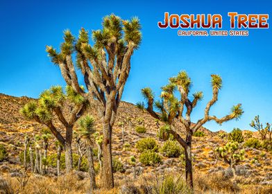 Joshua Tree National Park