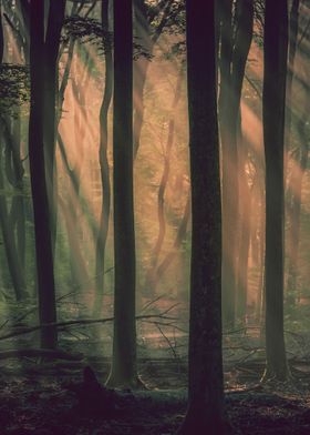 Mystical Foggy Forest Art