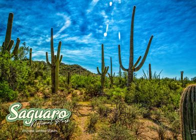 Saguaro National Park