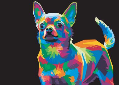 Colorful chihuahua dog