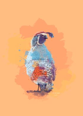 Quail Bird Illustration