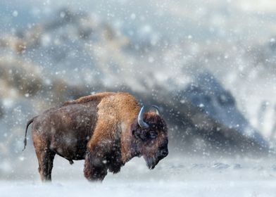 Bison stands in the snow