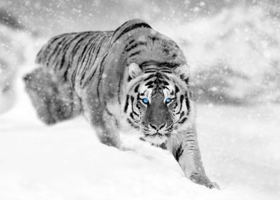 Wild tiger on snow