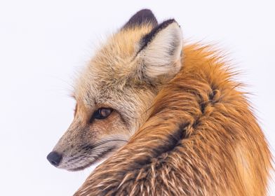 Red Fox in Lamar Valley