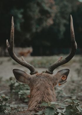 Deer