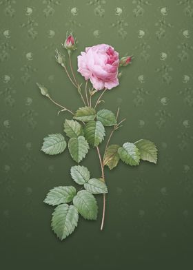 Vintage Provence Rose