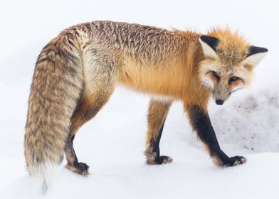 Red Fox in the Snow