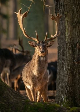 Deer